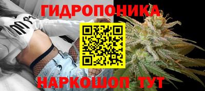 шишки Свободный